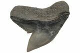 Fossil Tiger Shark (Galeocerdo) Tooth #212037-1